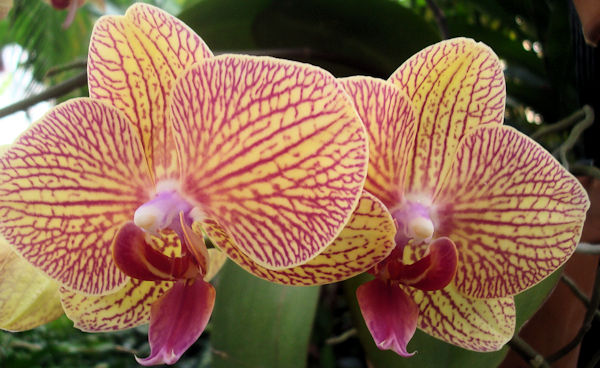 orchid_one