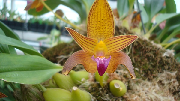 orchid_two