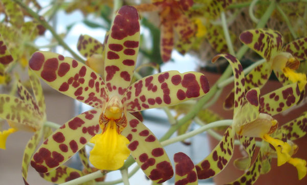 orchid_three