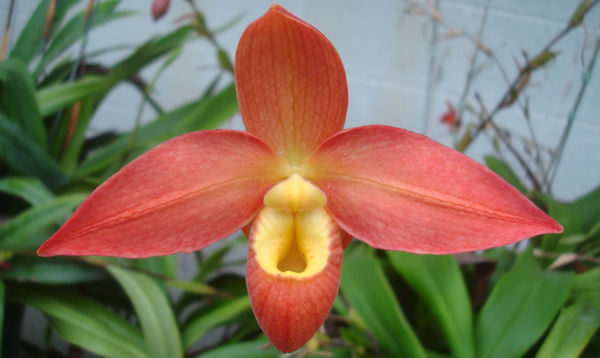 orchid_four