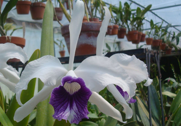 orchid_five