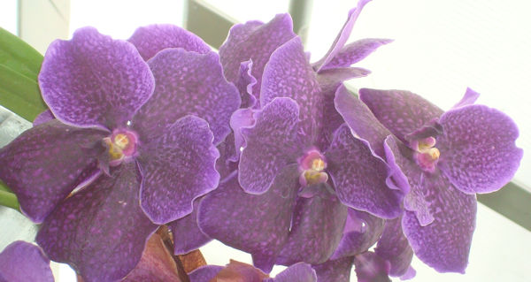 orchid_six